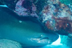 Sleeping Nurse Shark, Cayman Brac by Don Bricker 